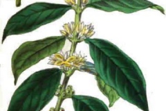 Plant-Illustration-of-Liberian-coffee