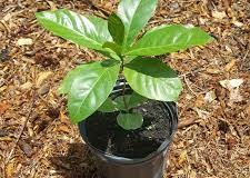 Small-Liberian-coffee-plant-grown-on-pot