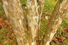 Trunk-of-Liberian-coffee