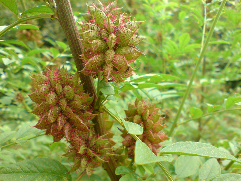 Unripe-fruit-of-Licorice-plant