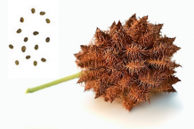 Dried-fruit-and-seeds-of-Licorice-plant