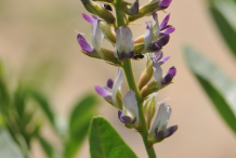 Licorice-flower