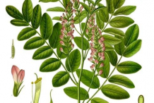 Licorice-plant-Illustration
