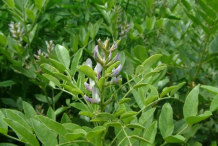 Licorice-plant
