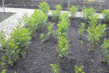 Small-Licorice-plant