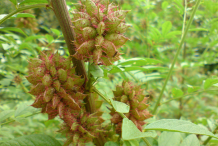 Unripe-fruit-of-Licorice-plant
