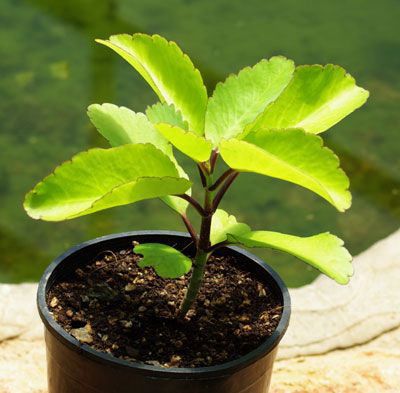Small-Life-Plant