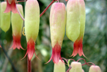 Closer-view-of-Life-plant's-flower