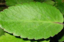 Closer-view-of-Life-plant's-leaf