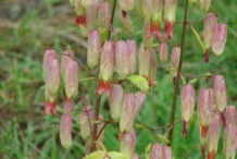 Flower-of-Life-Plant