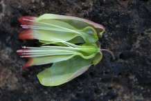 Half-cut-Flower