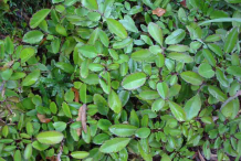 Life-plant-Bushes
