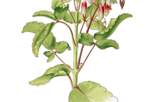 Life-plant's-Illustration