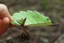New-plant-growing-from-Life-plant's-Leaf