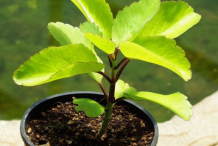 Small-Life-Plant