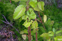Whole-Life-Plant