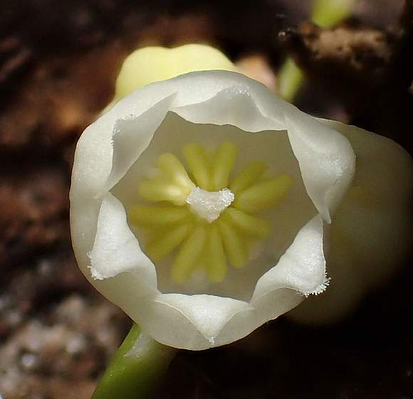 Closer-view-of-flower-of-Lily-of-the-Valley