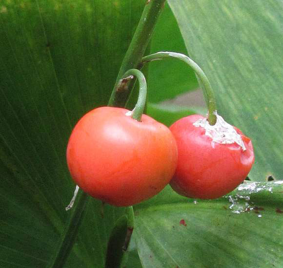 Closer-view-of-mature-fruits-of-Lily-of-the-Valley