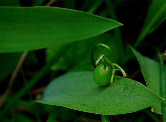 Immature-fruit-of-Lily-of-the-Valley