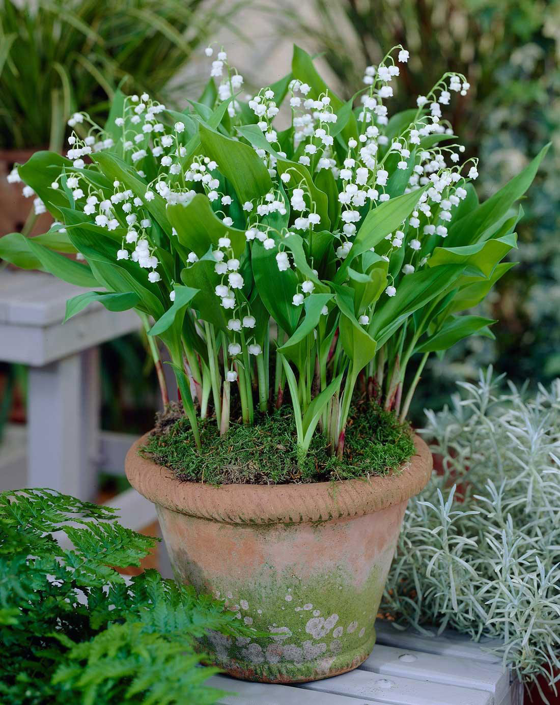 Lily-of-the-Valley-Plant-grown-on-the-pot