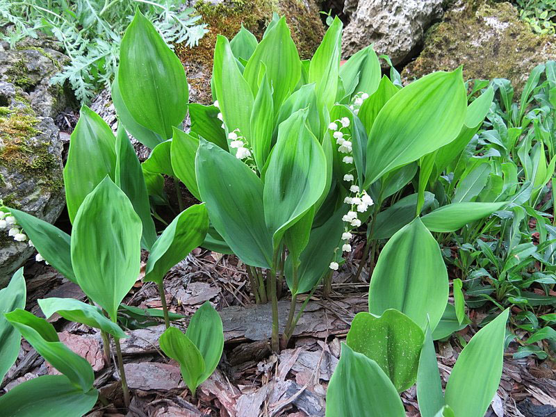 Lily-of-the-Valley-Plant