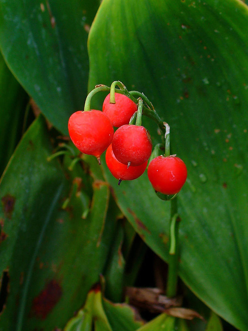Mature-berries-of-Lily-of-the-Valley