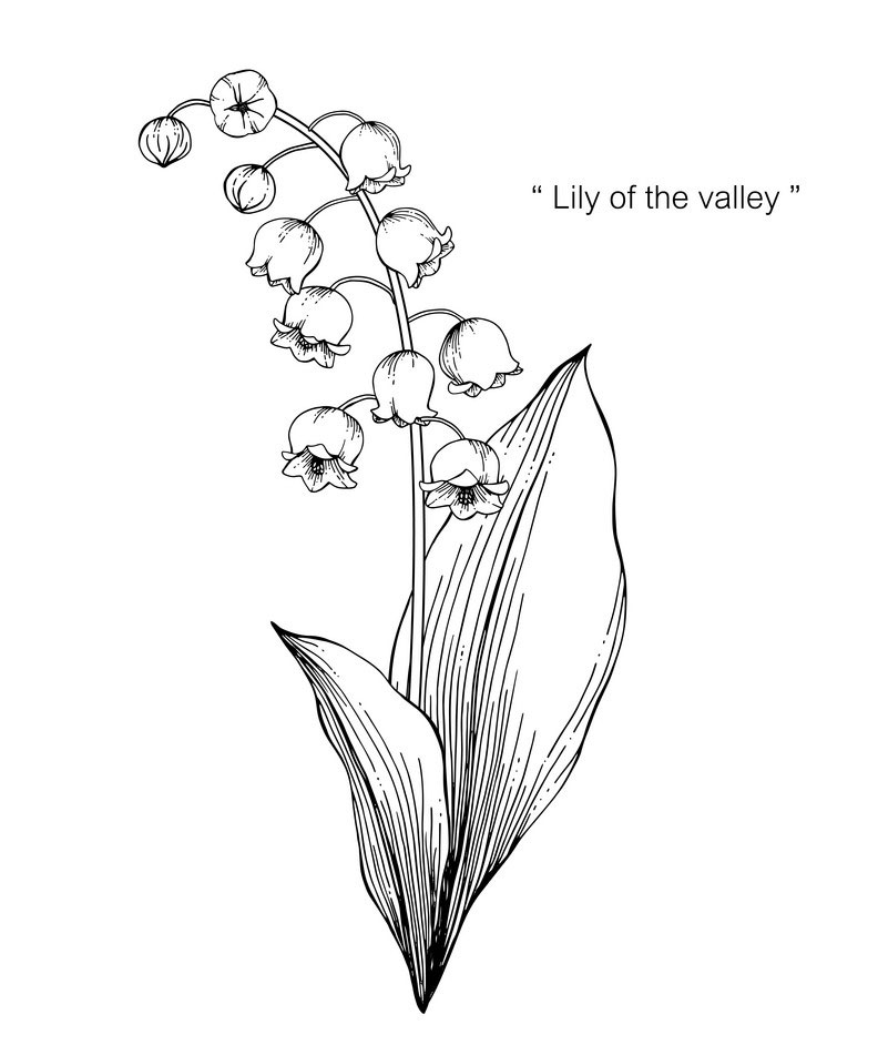 Sketch-of-Lily-of-the-Valley.