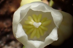Closer-view-of-flower-of-Lily-of-the-Valley