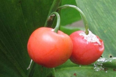 Closer-view-of-mature-fruits-of-Lily-of-the-Valley