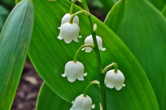 Flowers-of-Lily-of-the-Valley