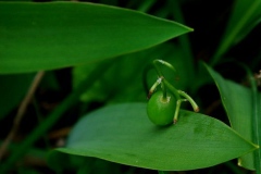 Immature-fruit-of-Lily-of-the-Valley