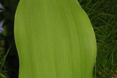 Leaves-of-Lily-of-the-Valley
