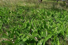 Lily-of-the-Valley-Plant-growing-wild