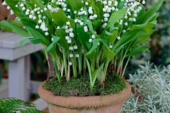 Lily-of-the-Valley-Plant-grown-on-the-pot