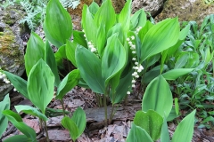 Lily-of-the-Valley-Plant
