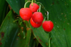Mature-berries-of-Lily-of-the-Valley