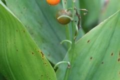 Maturing-fruits-of-Lily-of-the-Valley