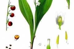 Plant-Illustration-of-Lily-of-the-Valley