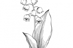 Sketch-of-Lily-of-the-Valley