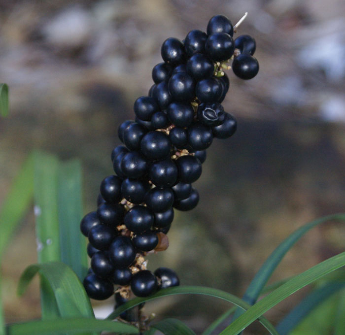 Fruits-of-Lily-turf