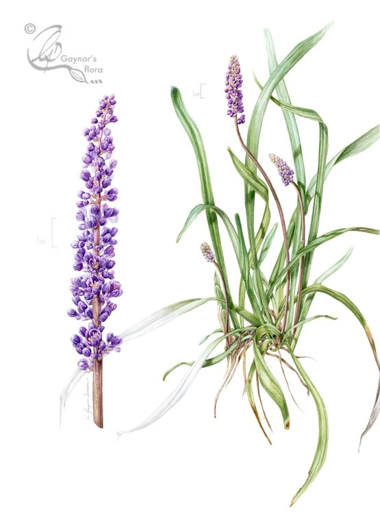 Plant-illustration-of-Lily-turf