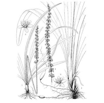 Sketch-of-Lily-Turf