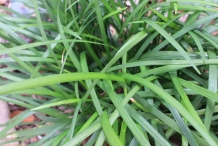 Leaves-of-Lily-turf