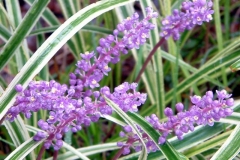 Flowers-of-Lily-turf