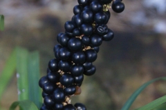 Fruits-of-Lily-turf