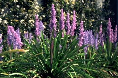 Lily-turf-Plant