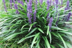 Lily-turf-plant-growing-wild