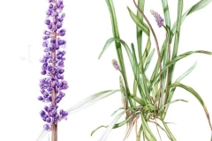 Plant-illustration-of-Lily-turf