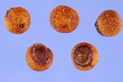 Seeds-of-Lily-turf