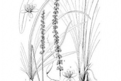 Sketch-of-Lily-Turf